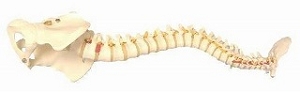 spine.jpg