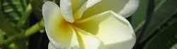 flower02.jpg