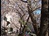 sakura110406.jpg