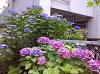 20090619.jpg
