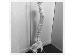 spineSshaped.jpg